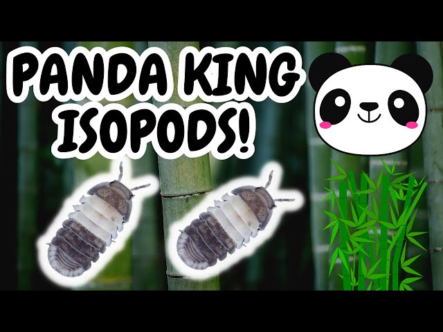 Panda Isopods