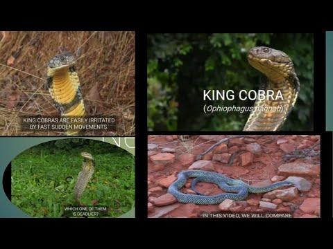 king Cobra vs Mulga Snake# wildlife competition# wildlife explorers# video.