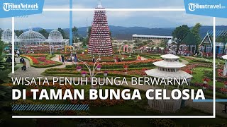 Wisata Penuh Bunga Berwarna di Taman Bunga Celosia, Banyak Spot Instagrammable dengan Tiket Murah
