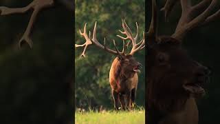 Download lagu #discovery #channel mp3