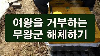 여왕을 거부하는 무왕군 해체하기