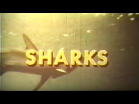 Sharks by Jacques Cousteau