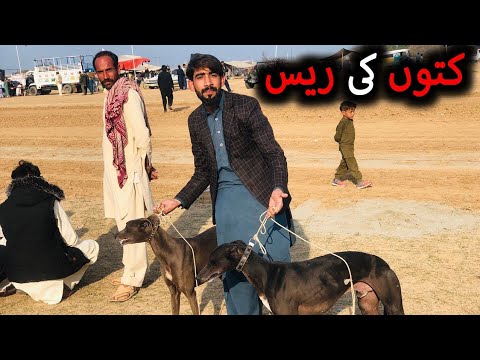 DOG 🐕 RACE | KOTOO KA HOYA BARA MUQABLA |#vlogs