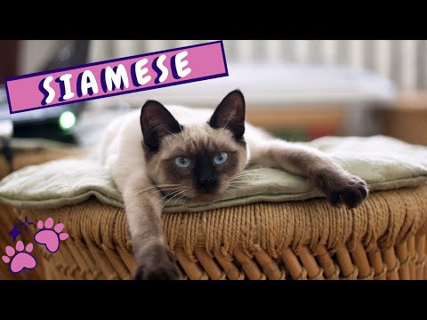 Why Siamese Cats Should Be Part Of Your Life | Siamese Personality And Behavior | Cats 101