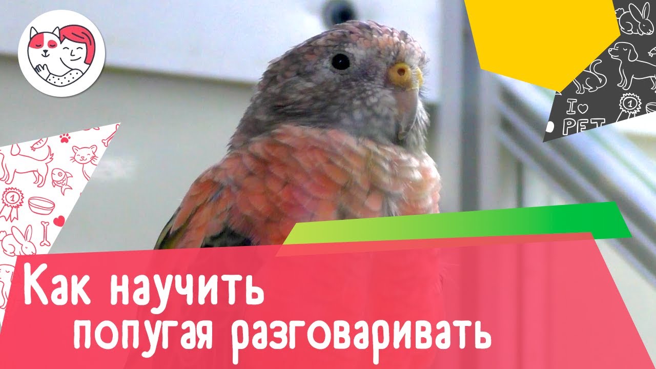 5 советов, как научить попугая разговаривать