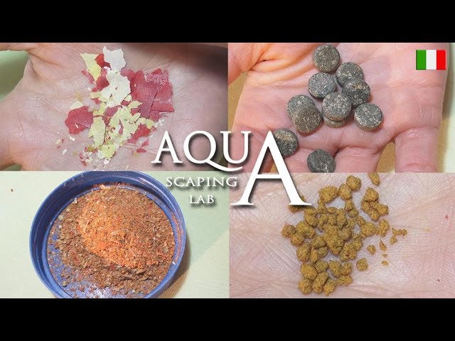 Aquascaping Lab - Cibo per pesci di acquario, tipologie consigli e somministrazione del mangime