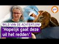 WILD VAN DE ACHTERTUIN #1 | Een zwaargewonde uil komt binnen bij wildopvang Avolare