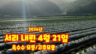 서리 내린날 4월 21일 하우스 안 고추모종 종류그리고 옥수수 모종 상태는