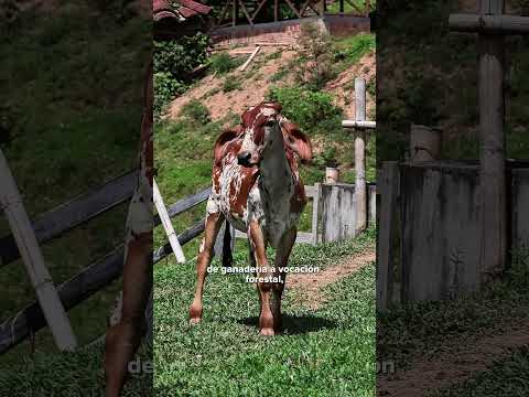 15 hectáreas en la vereda Totuí, Balboa, comienzan una nueva historia. 🌿