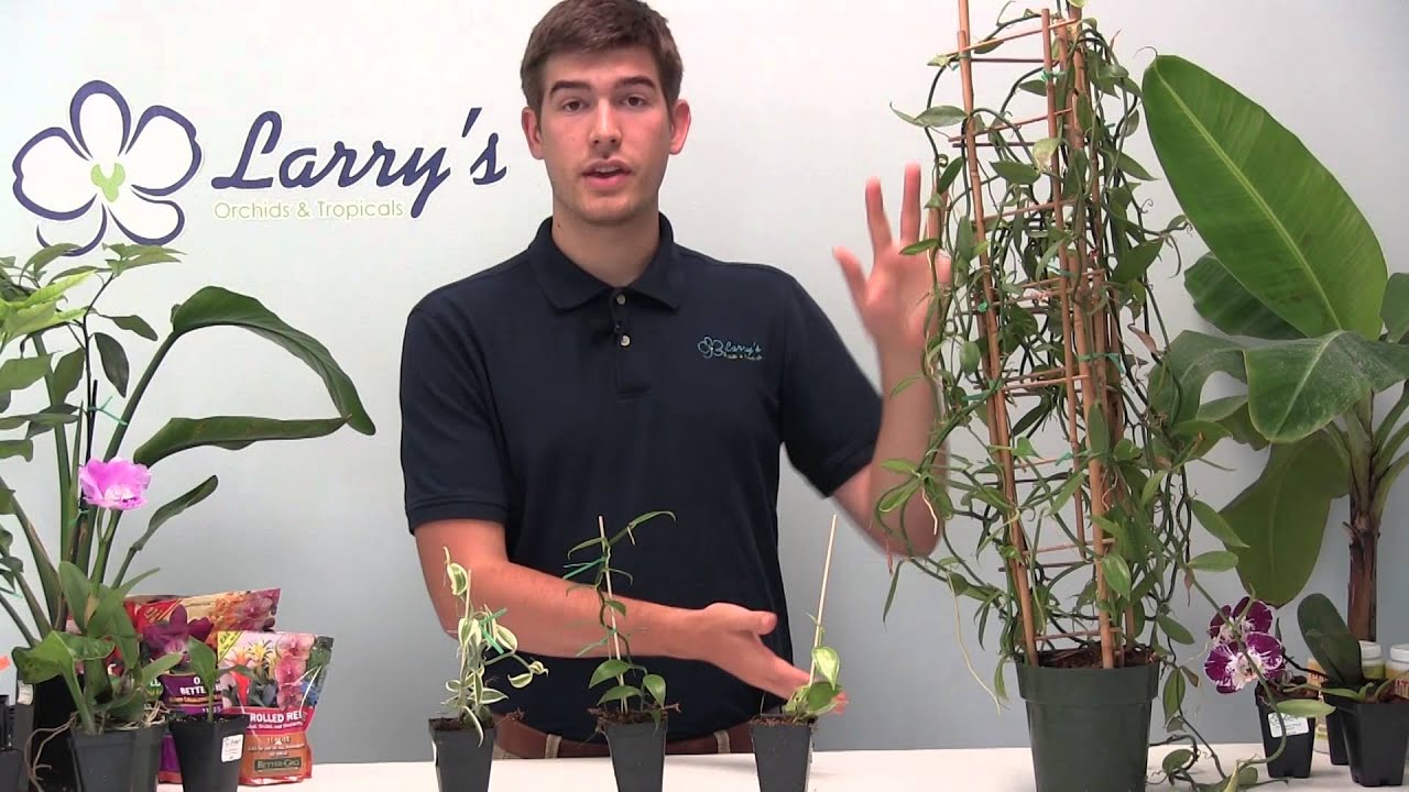How To Grow Your Own Vanilla - Orchid Growing Guide - YouTube