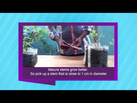 Propagating Nochi Tree, (Vitex Trifolia,Vitex Nigundo)