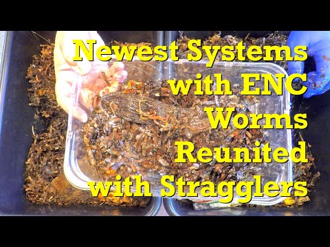 1st check-in on 1-week ENC worm bins & straggler reunion - vermicompost
