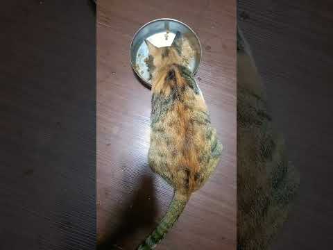 #cute cat 😺 Street cat lovers Sujatha Carestraypaws ❤