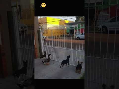 Caption this! 🤣 😬 #caption #captionthisandspintowin #captionthis #shorts #pets #petvlogs #funny