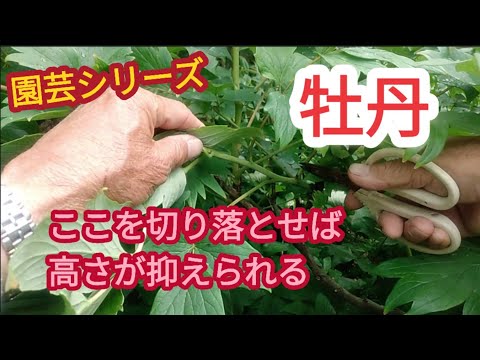 園芸 草本または低木の牡丹