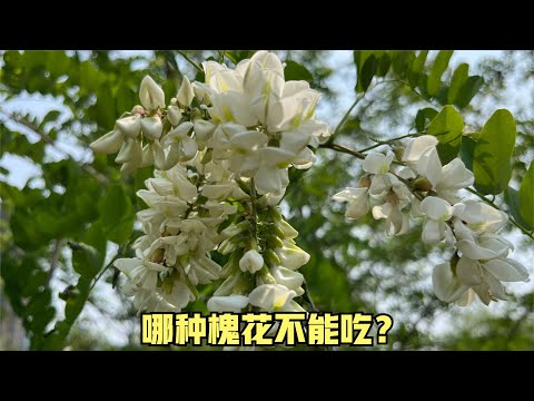 槐樹象徵