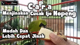 Download lagu Cara Menjinakan Cucak Ijo Bahan Nopeng Dengan Mudah - Pakai Cara Ini Terbukti Ampuh - BONJOL KICAU mp3