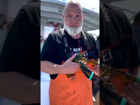 #short ロブスターはどれくらい大きくなりますか?