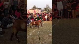 🔥👿💫Attitude sheep#SHOW QULITE  BIG horn sheep top quality   odisha NO1 brand🔥🏆🥇youtube shot VIRAL😱🔥