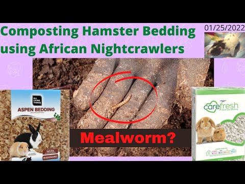 Compost Hamster Bedding with ANCs - Mealworms and Cocoons 01/25/2022