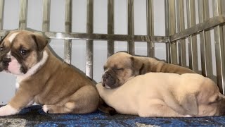 Available ABKC & UKC Pocket American Bully Puppies Breed Standards Health Conformation Temperament