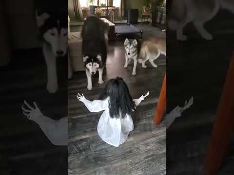 The Most Hilariously Cute Dog#funnydogs#cute#doglover#FunnyCuteDog#AdorablePuppy#FunnyCuteDog