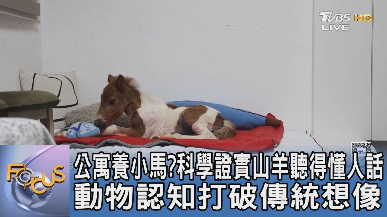 公寓養小馬?科學證實山羊聽得懂人話 動物認知打破傳統想像