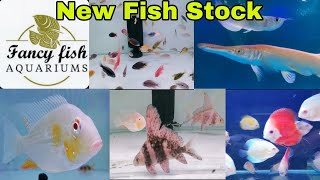 New Fish Stock Update | Fancy Fish Aquarium |Aquarium Shop in Delhi