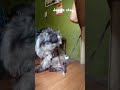 Combing My Fur Baby My Shi Tzu Shortsvideo Shortvideo Pet Dog Cat Petshub