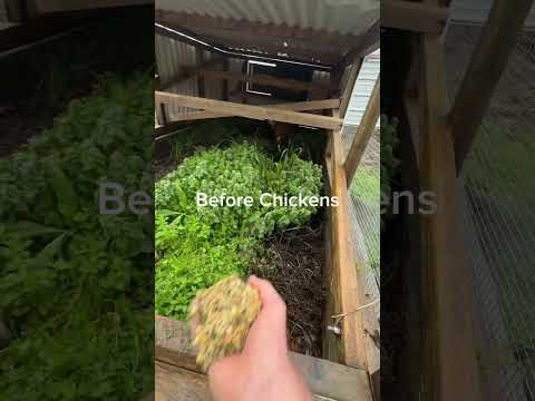 2-Day Chicken Tilling: Garden Prep for Permaculture