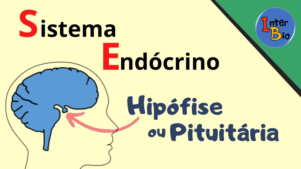 Hipófise ou Pituitária