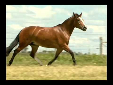 LOTE 030 IMACULADA DA MAYA