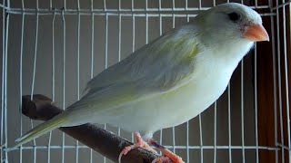 Download lagu Voice Canary Singing Birds sounds | Melodies Russian Canary Bird Sounds | Training Video mp3 Download lagu Voice Canary Singing Birds sounds | Melodies Russian Canary Bird Sounds | Training Video mp3