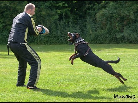 Diabla vom Rottberg. Just some training at 19-10-14.