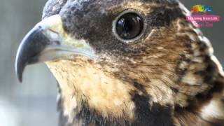 [爆卦] 東方蜂鷹聯手進襲-虎頭蜂窩成盤中飧