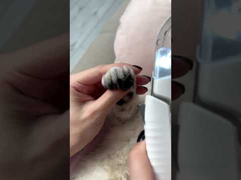 How to trim cat claws 💅🏼