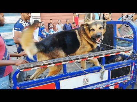 كلب جيرمن عملاق معروض للبيع شراسة قاتلة بسوق الجمعة شارع الكلاب