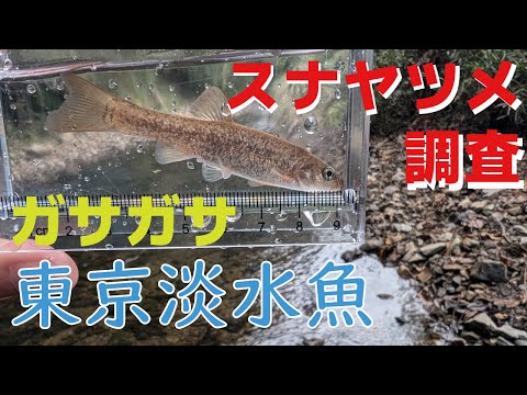 アオカケスを庭の餌に誘引する方法のヒント