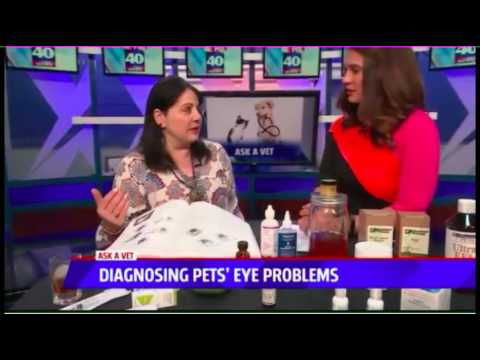 Diagnosing Pets Eye Problems - Ask a Vet with Dr. Jyl