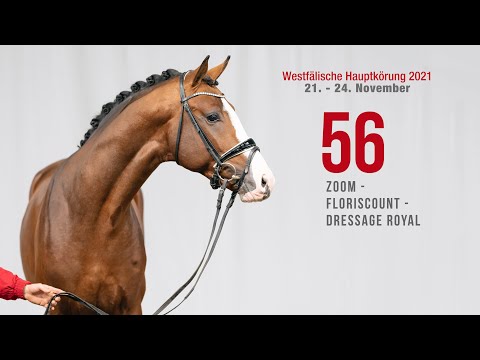 Hauptkörung 2021 Reitpferdehengste Kat-Nr. 56  Zoom - Floriscount - Dressage Royal