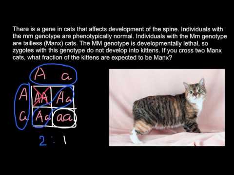 Manx cats breeding