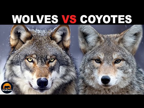 What Is The Difference Between Wolves And Coyotes?