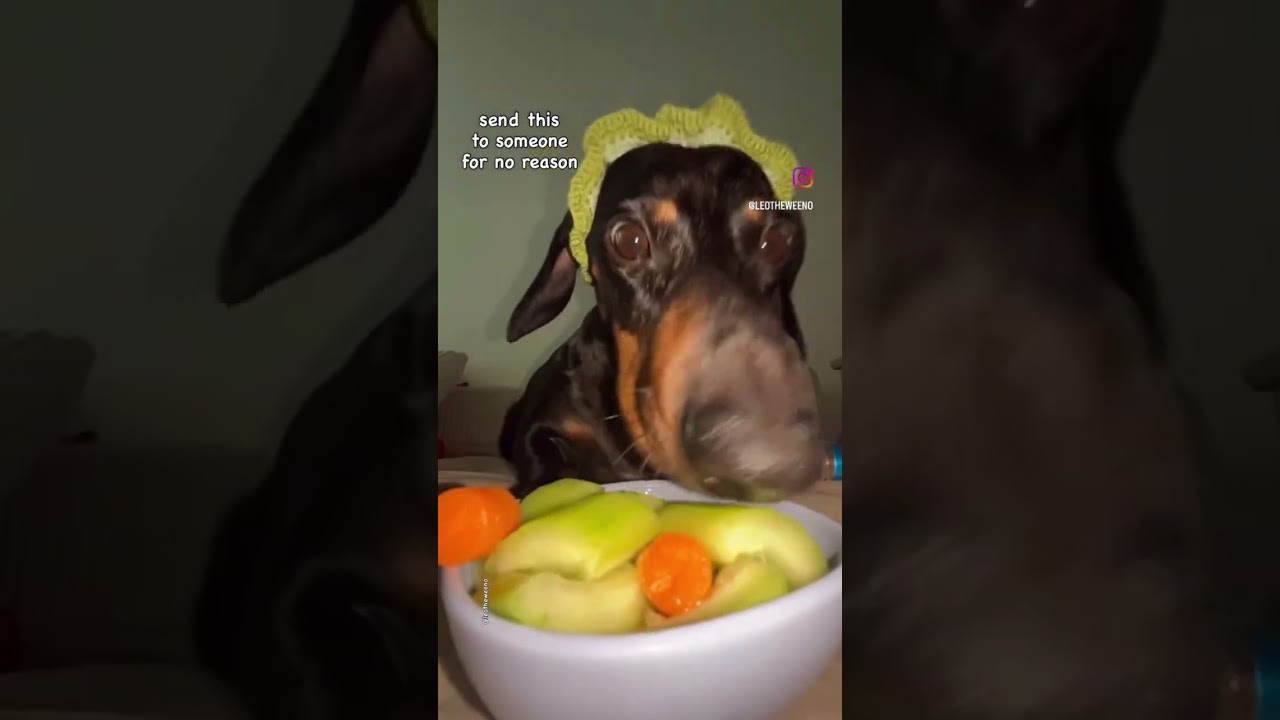 We Be Grubbin’ 🤣🐕