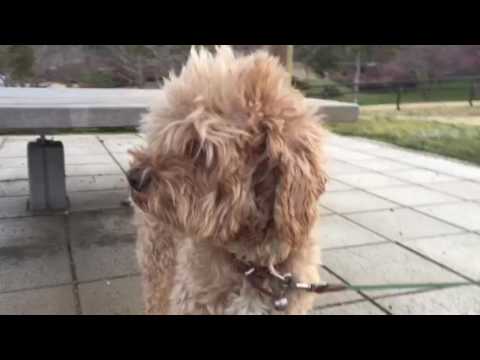 会計学科 映画N.Y.式ハッピー・セラピー主演ジャックニコルソンの顔真似をする愛犬やまとまだ寒い散歩！ 木村勝則滋賀県高島市！