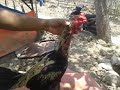 Ciri Ayam Pukul Ko