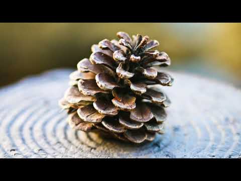 Island of Tsushima, Nagasaki Prefecture, Japan
