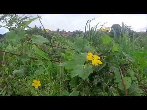Mostrando Rio paraiba para  todos que gostam da natureza em viçosa Alagoas 