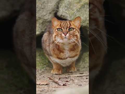 omg🐈 he is beautiful💖 #cat #smallcat #rusty #spotty #animallover #wildlife  #trendingshorts #shorts