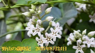 野山の歳時記　夏の終わりを告げる花と秋の始まりを告げる花など　2025年8月24日