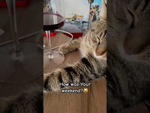 Terry & weekend😸 #cat #catlife #terry #terrylife #thecatterry #catlover #georgia #funny #batumi